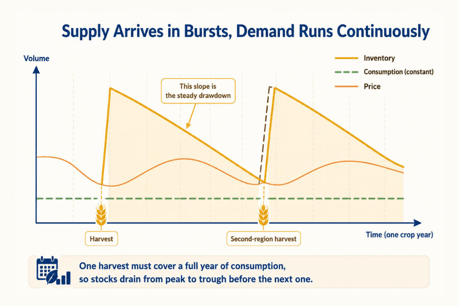 Chart contrasting discontinuous supply with continuous demand: inventory jumps at harvest then drains steadily in a sawtooth, consumption runs as a flat constant line, and price moves inversely to stocks, with a second-region harvest marked as a separate refill