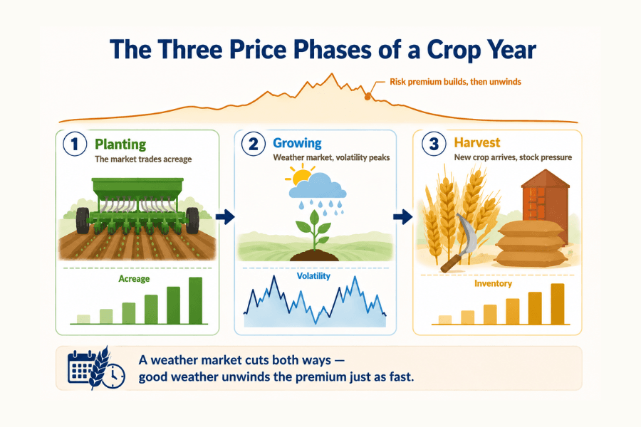 Infographic of the three price phases of a crop year: planting where the market trades acreage, growing where the weather market lifts volatility, and harvest where new crop builds inventory, with a risk-premium curve rising and unwinding above the three stages