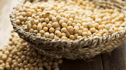 大豆（Soybean）基础知识：发展历程、用途、品种分布及市场影响